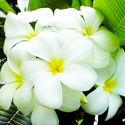 ロミロミ留学 - Healing Academy Hawaii 生徒体験談